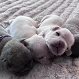 French Bulldogs from Legacy Luxe Frenchies