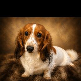 Sophia - Dachshund