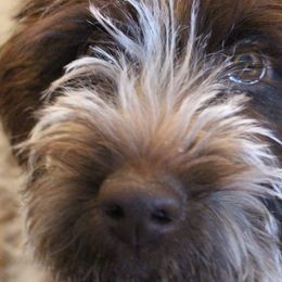 Wirehaired Pointing Griffons from Two Tree Griffons