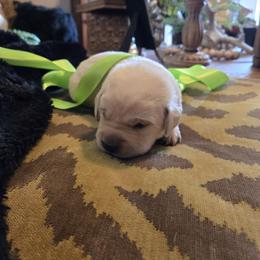 Lime Green Collar Female - Yellow female Labrador Retriever puppy in La Vernia/San Antonio, Texas from Allure Ranch Labrador Retriever's