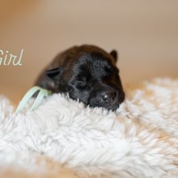 Mint - Gold brindle female Dutch Shepherd puppy in Auburn, Georgia from Faberge Hollandse Herdershond