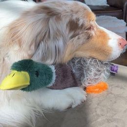 Australian Shepherd All Grown Up from Khaos Australian Shepherds