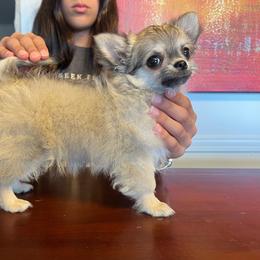 Felix - Black sabled fawn male Chihuahua puppy in Husser, Louisiana from Kristen