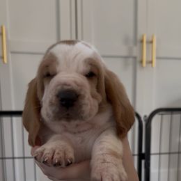Fester - Lemon and white male Basset Hound puppy in Dalton, Georgia from Pride Rock Basset Hounds