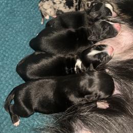 Tri girl 4 - Black tri-color female Australian Shepherd puppy in Piedmont, Oklahoma from HeartDriven Aussies