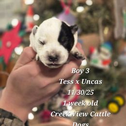 Boy 3 - Blue mottled male Australian Cattle Dog puppy in Monroe, North Carolina from Creek View Cattle Dogs
