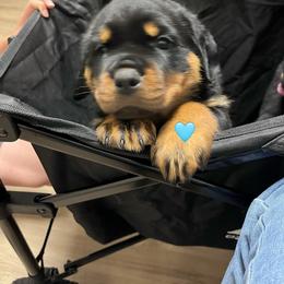 Strike - Black and mahogany male Rottweiler puppy in Crothersville, Indiana from The Solid Rock Kennel