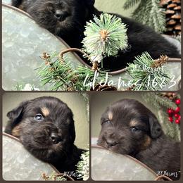 (2) Little James 1623 - Black tri-color male Australian Shepherd puppy in Huntington, Texas from JKKJ Farms