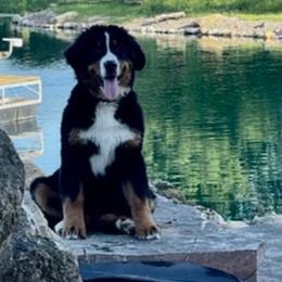 Bernese Mountain Dog Puppies from Lonesome Pine Farm