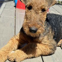 Airedale Terrier Puppies from Mystic’s Airedales
