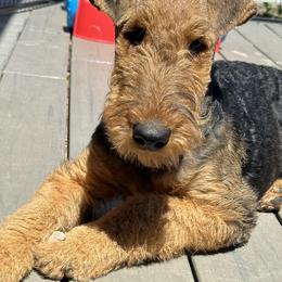 Airedale Terrier Puppies from Mystic’s Airedales