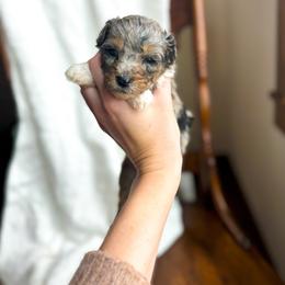 Love You - male Australian Mountain Doodle puppy in Iowa from Burkhart Family Puppies