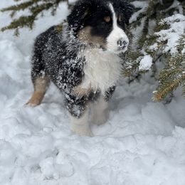 Australian Shepherd Puppies from Country Court Aussies