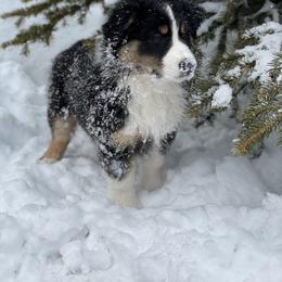Australian Shepherd Puppies from Country Court Aussies