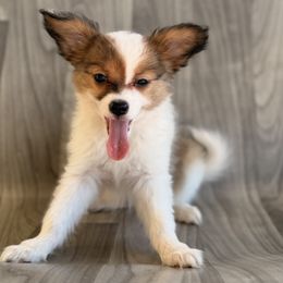 Adrina - White and sable female Papillon puppy in Joshua, Texas from Summertime Kennels