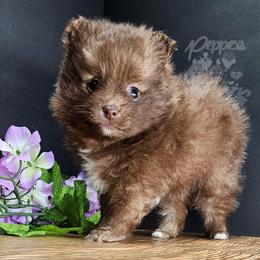 Pepper's Breaking The Habit - Habby - Chocolate male Pomeranian puppy in Plant City, Florida from Pepper's Pomeranians