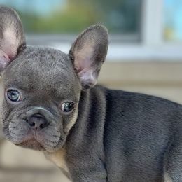 French Bulldogs from Dangerous Grounds Frenchies