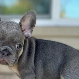 French Bulldogs from Dangerous Grounds Frenchies