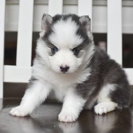 Cadbury - Gray and white male Pomsky puppy in Coos Bay, Oregon from Precious Pomskies