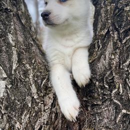 Siberian Husky Puppies from Joyful Willow Farm Huskies