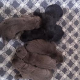 Labrador Retriever puppies from GT Labradors