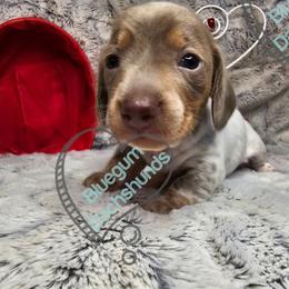 Izzadora - Piebald female Dachshund puppy in Herald, California from Bluegum Dachshunds