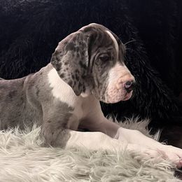 Girl 4 - Mantle merle Great Dane puppy in Michigan from Garrow Danes House of Blues