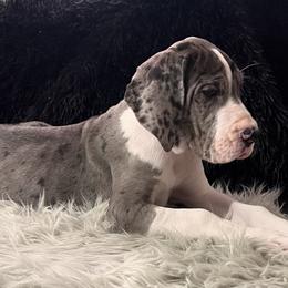 Girl 4 - Mantle merle Great Dane puppy in Michigan from Garrow Danes House of Blues