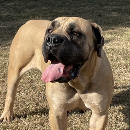 Zoey - Boerboel