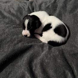 Eurydice - White and black female Xoloitzcuintli puppy in Manitowoc, Wisconsin from Wonderland Kennel