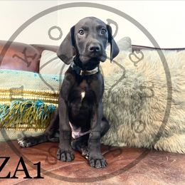 Boy 1 - Black Great Dane puppy in Stevens Point, Wisconsin from Simko Danes