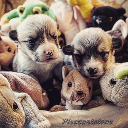 Pembroke Welsh Corgi Puppies from Corgis Hawaii Pleasantstone Aloha Corgis
