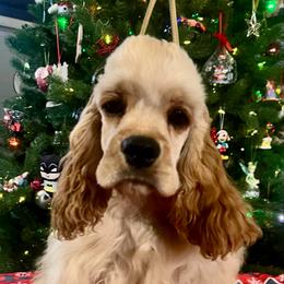 King Arthur - Buff male Cocker Spaniel puppy in Moreno Valley, California from Joker Karr’s