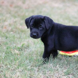 Australian Shepherd and Labrador Retriever Puppies from Wheatland Dog Center