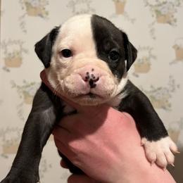 5 - female Alapaha Blue Blood Bulldog puppy in Grafton, Ohio from Eclipse Alapaha Kennels