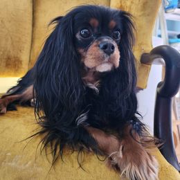 COOKIE - Cavalier King Charles Spaniel