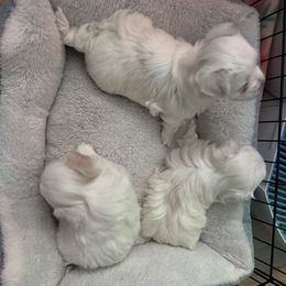Maltese puppies from Lady and the Prince Kennels