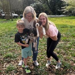Prince (Cooper) and Billy Idol (Elvis) - Liver white and tan English Springer Spaniel puppy in Statesville, North Carolina from Rockin’ Slow Farms