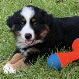 Miniature Australian Shepherd Puppies from Ice Blue Aussies