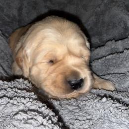 Purple Girl - Golden female Golden Retriever puppy in Rockwell, North Carolina from KnL Golden Acres