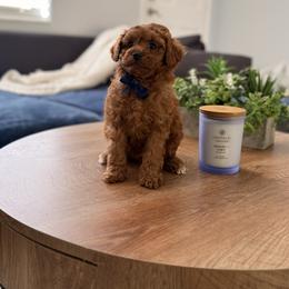 Arrow - Red  male Poodle puppy in Miami, Florida from Sakura Poodles