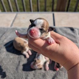 Patagonia (Pat) - White and buff male Bichon Frise puppy in Harrisonville, Missouri from Trailside Mini Aussies