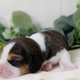 Beagle Puppies from BEARs Beagles