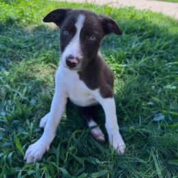 Dopey - White and red female Border Collie puppy in Oberlin, Kansas from Hangin R Kennels