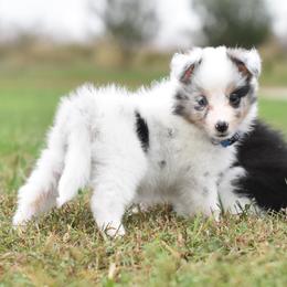 Pixie - Blue merle white and tan female Shetland Sheepdog puppy in Wolcott, Indiana from Southside Shelties