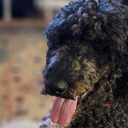 Goldendoodles and Poodles from Greg Ridgeway