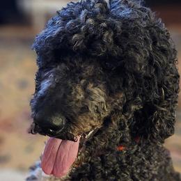 Goldendoodles and Poodles from Greg Ridgeway