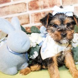 Allie - Black and tan female Yorkshire Terrier puppy in Hugo, Oklahoma from Ann R.