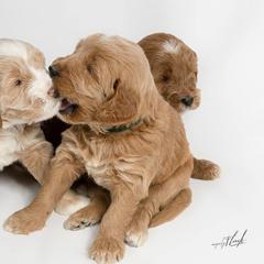 Australian Labradoodle Puppies from St. Louis Australian Labradoodles