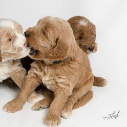 Australian Labradoodle Puppies from St. Louis Australian Labradoodles